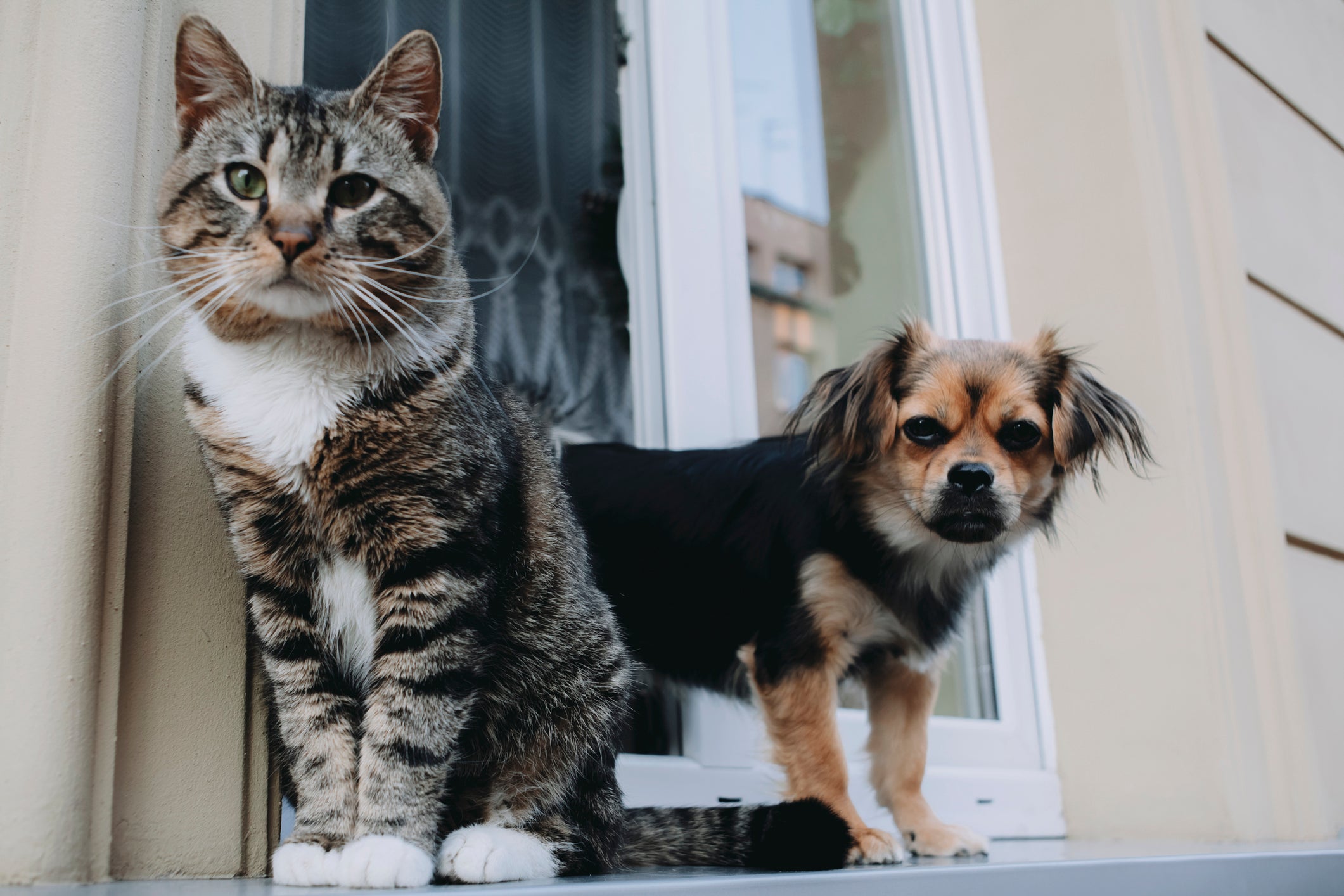 Criado Por Gatos Sinais De Que Seu Cachorro Pegou As Manias Dos